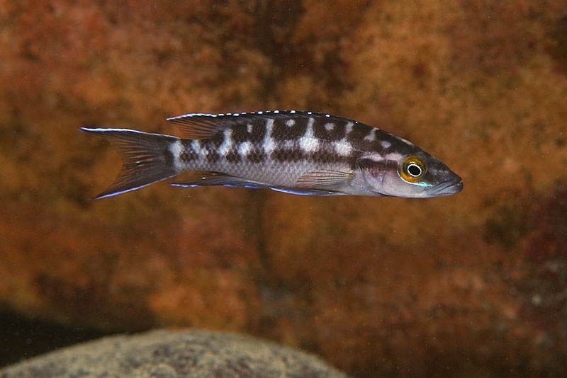 Neolamprologus buescheri 'Kantalamba'